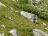 Parkplatz Innerfragant - Mittelstation (Mölltaler Gletscher)